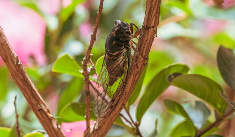 Illinois Set for Rare Dual Cicada Emergence, Unseen Since the 19th Century