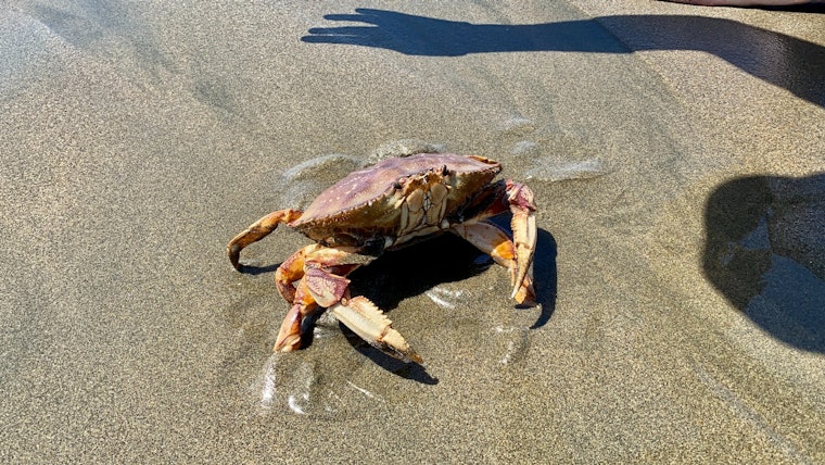 California Might Pinch Official State Crustacean Title for Dungeness Crab with New Bill