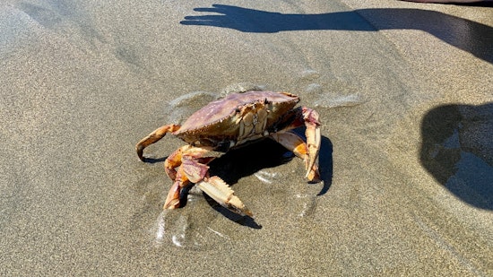 California Might Pinch Official State Crustacean Title for Dungeness Crab with New Bill