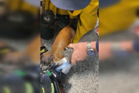 LA County Firefighter Station 144 Frees Dog Trapped in Golf Cart Wheel
