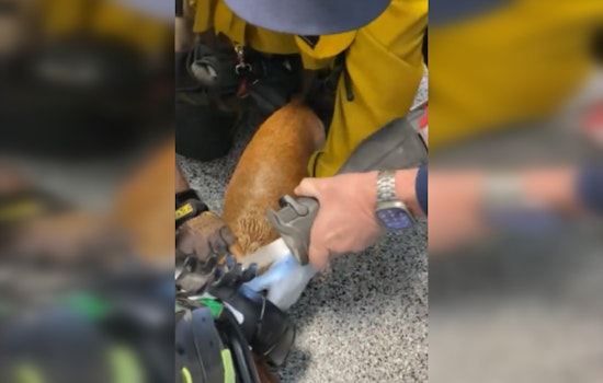 LA County Firefighter Station 144 Frees Dog Trapped in Golf Cart Wheel