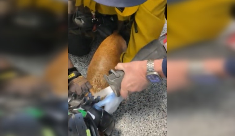LA County Firefighter Station 144 Frees Dog Trapped in Golf Cart Wheel