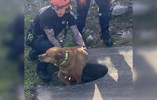 Lake Travis Fire Rescue Ingeniously Saves Senior Dog from Culvert in Heartwarming Mission