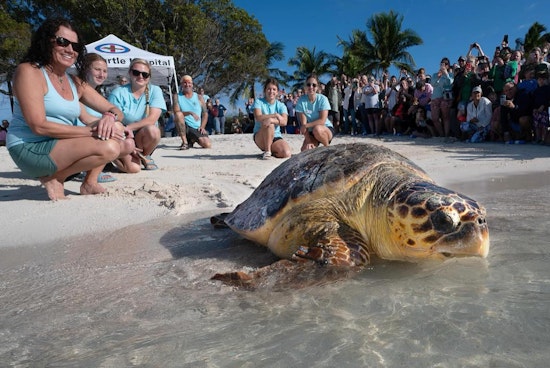 Loggerhead "Ida" Triumphs Over Trap Trauma, Released Back Into Florida Keys by the Turtle Hospital