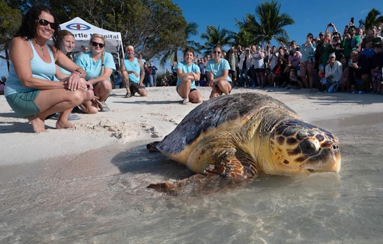 Loggerhead "Ida" Triumphs Over Trap Trauma, Released Back Into Florida Keys by the Turtle Hospital