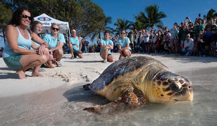 Loggerhead "Ida" Triumphs Over Trap Trauma, Released Back Into Florida Keys by the Turtle Hospital