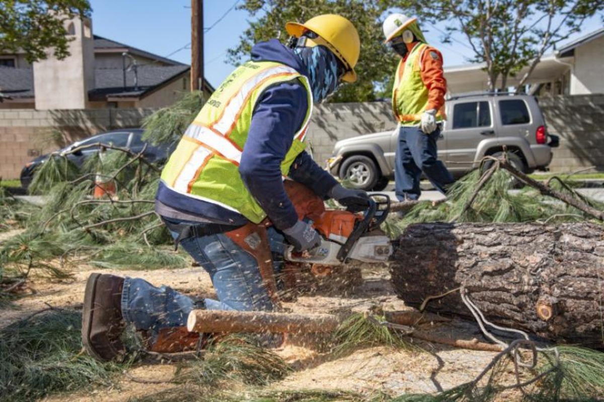 Los Angeles Bureau of Street Services Addresses Surge in Tree