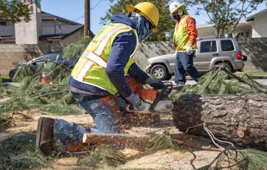 Los Angeles Bureau of Street Services Addresses Surge in Tree Emergencies After High Winds