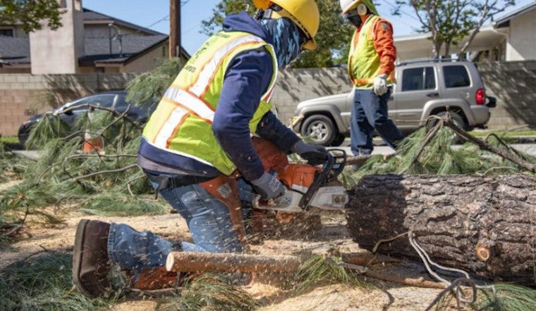 Los Angeles Bureau of Street Services Addresses Surge in Tree Emergencies After High Winds