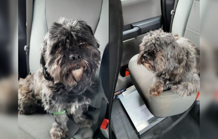 Lost Shih Tzu Found in Mankato, Police Seek Owner with Proof of Ownership