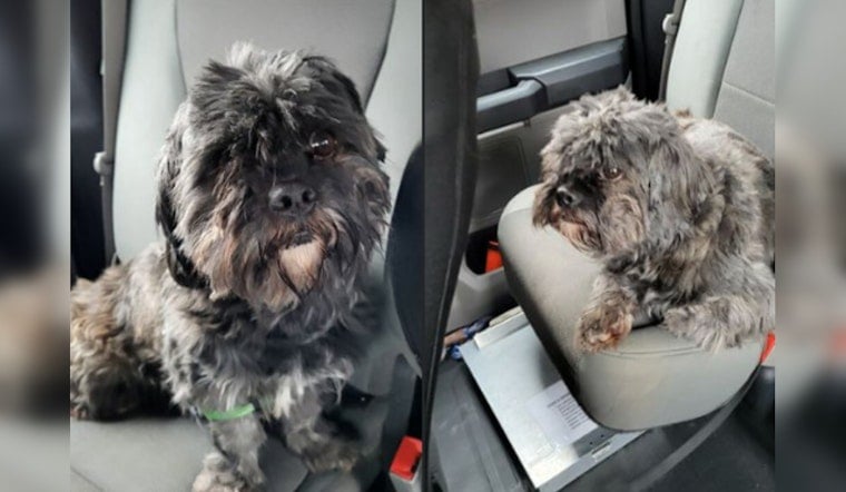 Lost Shih Tzu Found in Mankato, Police Seek Owner with Proof of Ownership