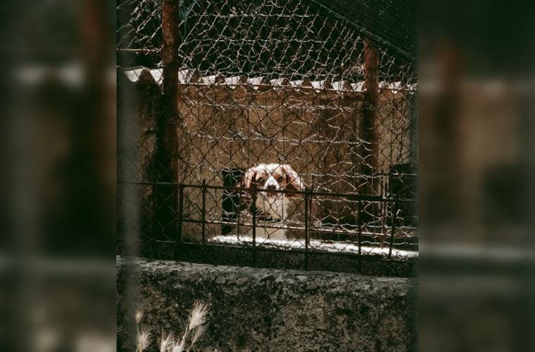 Lowell Woman Accused of Animal Cruelty, Caught on Video Abusing Small Dog