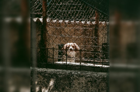 Lowell Woman Accused of Animal Cruelty, Caught on Video Abusing Small Dog