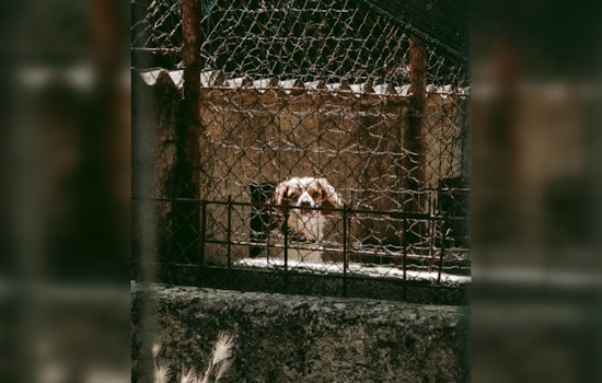 Lowell Woman Accused of Animal Cruelty, Caught on Video Abusing Small Dog