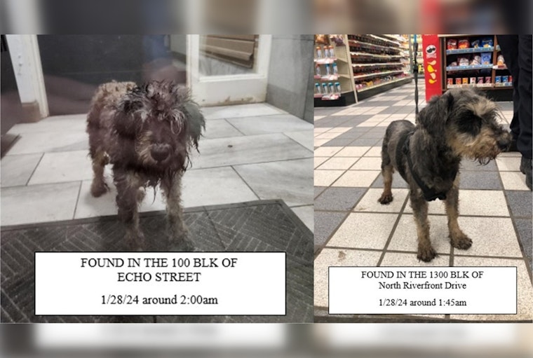Mankato Authorities Host Lost Dogs, Seek Owners with Community's Help