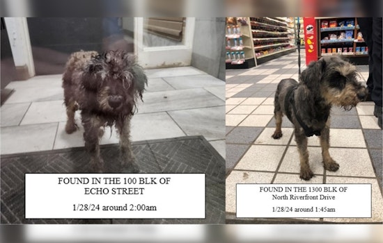 Mankato Authorities Host Lost Dogs, Seek Owners with Community's Help