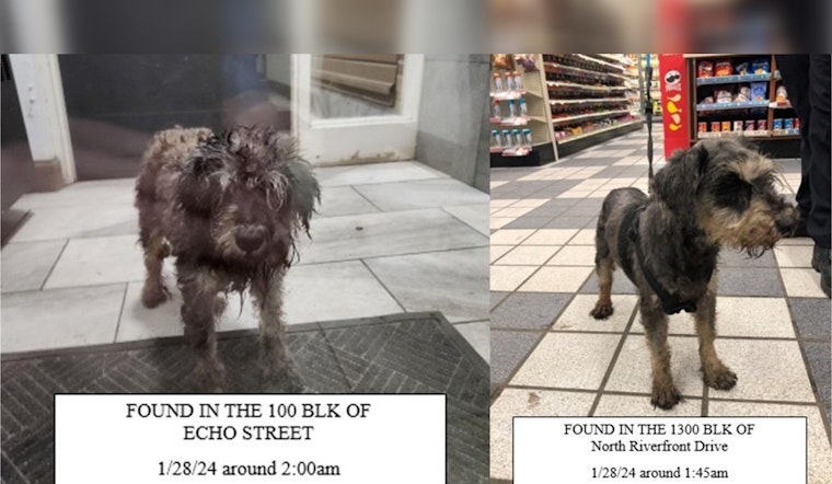 Mankato Authorities Host Lost Dogs, Seek Owners with Community's Help