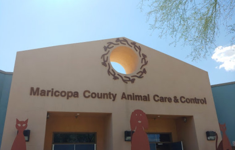 Maricopa County Animal Shelter Faces Overcrowding Crisis, Adopts "Empty the Shelters" Program