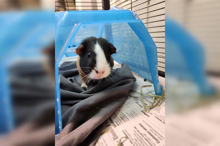 Massachusetts Animal Welfare Organizations Unite for Free Guinea Pig Adopt-a-Thon