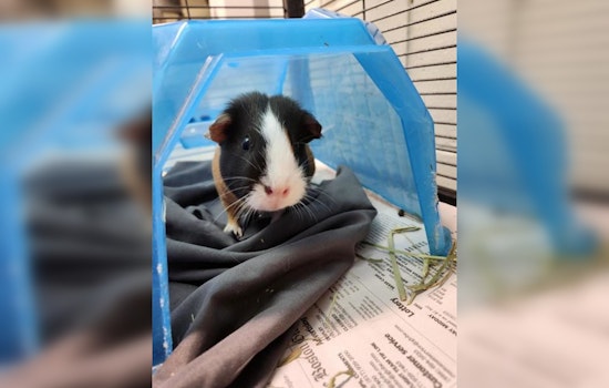 Massachusetts Animal Welfare Organizations Unite for Free Guinea Pig Adopt-a-Thon