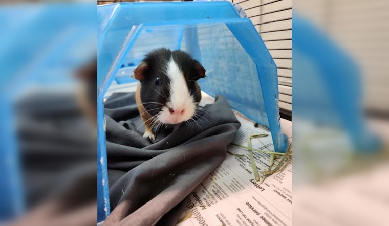 Massachusetts Animal Welfare Organizations Unite for Free Guinea Pig Adopt-a-Thon