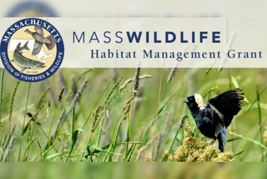 Massachusetts Awards $365K in Grants for Wildlife Habitat and Climate Resilience Efforts