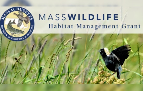 Massachusetts Awards $365K in Grants for Wildlife Habitat and Climate Resilience Efforts
