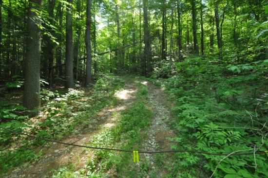 Massachusetts Invests $50 Million in Forest Conservation to Combat Climate Change