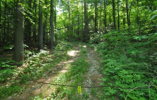 Massachusetts Invests $50 Million in Forest Conservation to Combat Climate Change