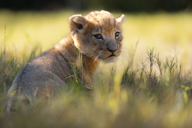 Meet Moja, the Fort Worth Zoo's Newest Lion Cub and First Born in New Habitat Since 2015