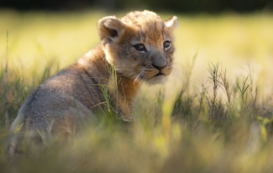 Meet Moja, the Fort Worth Zoo's Newest Lion Cub and First Born in New Habitat Since 2015