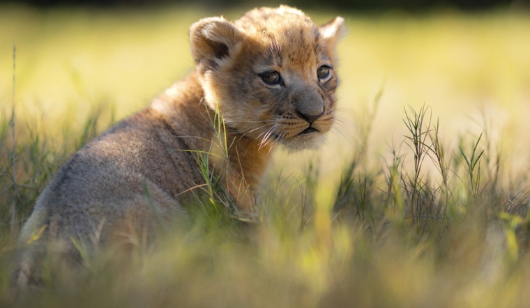 Meet Moja, the Fort Worth Zoo's Newest Lion Cub and First Born in New Habitat Since 2015