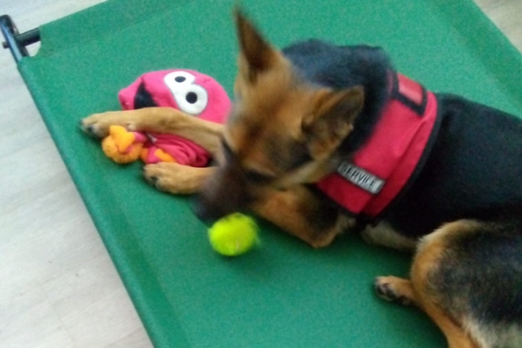 Miami-Dade Army Veteran Set for Heartfelt Reunion with Service Dog After Post-Crash Separation