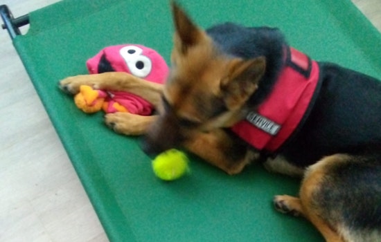 Miami-Dade Army Veteran Set for Heartfelt Reunion with Service Dog After Post-Crash Separation