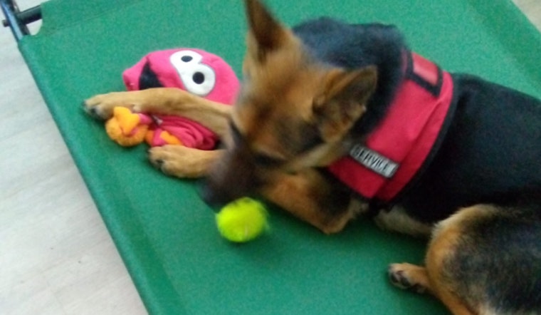 Miami-Dade Army Veteran Set for Heartfelt Reunion with Service Dog After Post-Crash Separation