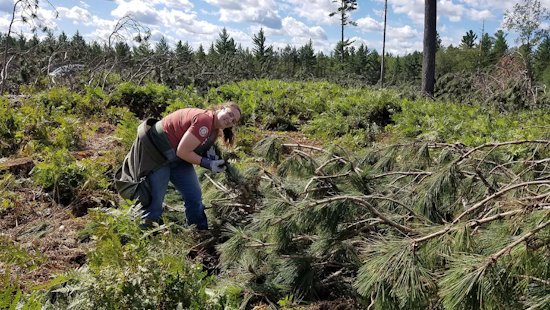 Michigan DNR Launches Hiring Drive for Temporary Wildlife Positions This Spring