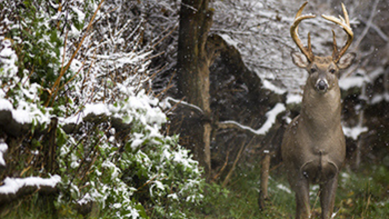 Michigan DNR Leads New Deer Management Initiative to Counter Declining Harvests and Hunter Numbers