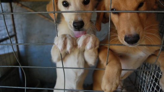 Michigan Shelters Get $150K Boost from MDARD to Aid Homeless Pets Statewide