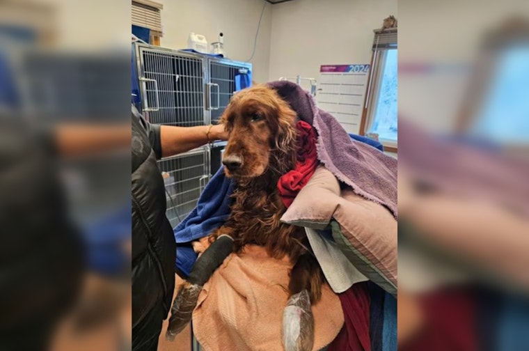 Midland Firefighters Swiftly Save Irish Setter from Icy Michigan River in Dramatic Rescue