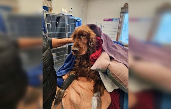 Midland Firefighters Swiftly Save Irish Setter from Icy Michigan River in Dramatic Rescue