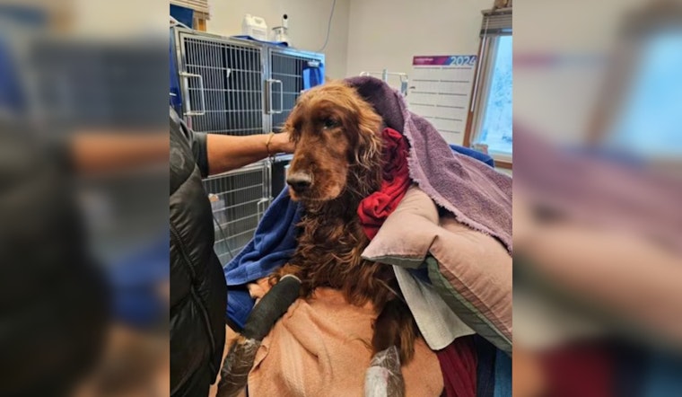Midland Firefighters Swiftly Save Irish Setter from Icy Michigan River in Dramatic Rescue