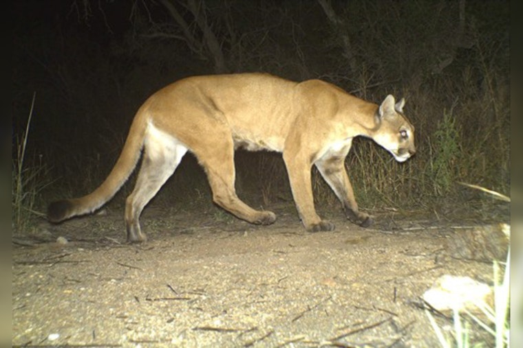 Minneapolis Traffic Startled by Cougar on Interstate 394, Wildlife Management Questions Arise After Tragic Encounter