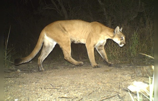 Minneapolis Traffic Startled by Cougar on Interstate 394, Wildlife Management Questions Arise After Tragic Encounter