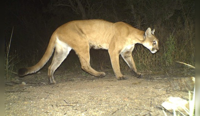 Minneapolis Traffic Startled by Cougar on Interstate 394, Wildlife Management Questions Arise After Tragic Encounter