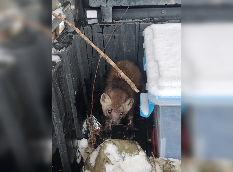 Minnesota Trapper Performs CPR to Save Pine Marten Caught in Trap near Blackduck