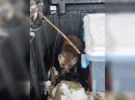 Minnesota Trapper Performs CPR to Save Pine Marten Caught in Trap near Blackduck