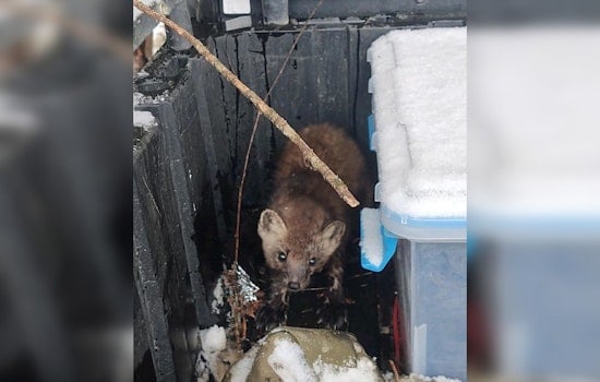 Minnesota Trapper Performs CPR to Save Pine Marten Caught in Trap near Blackduck