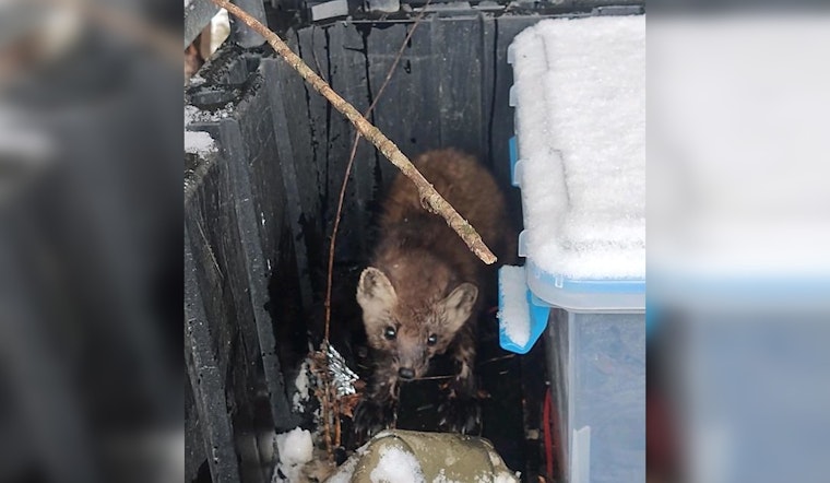 Minnesota Trapper Performs CPR to Save Pine Marten Caught in Trap near Blackduck