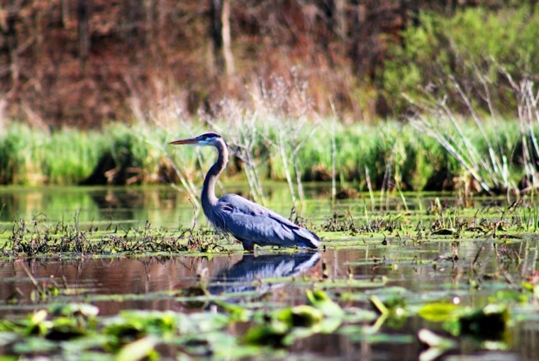 Minnesota's Wetlands Expand by 43,000 Acres Over 15 Years Despite Drought and Legal Challenges