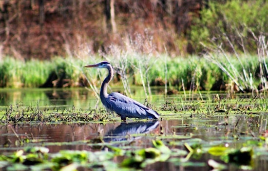 Minnesota's Wetlands Expand by 43,000 Acres Over 15 Years Despite Drought and Legal Challenges